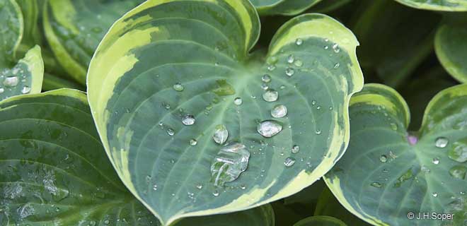 hosta crusader photograph