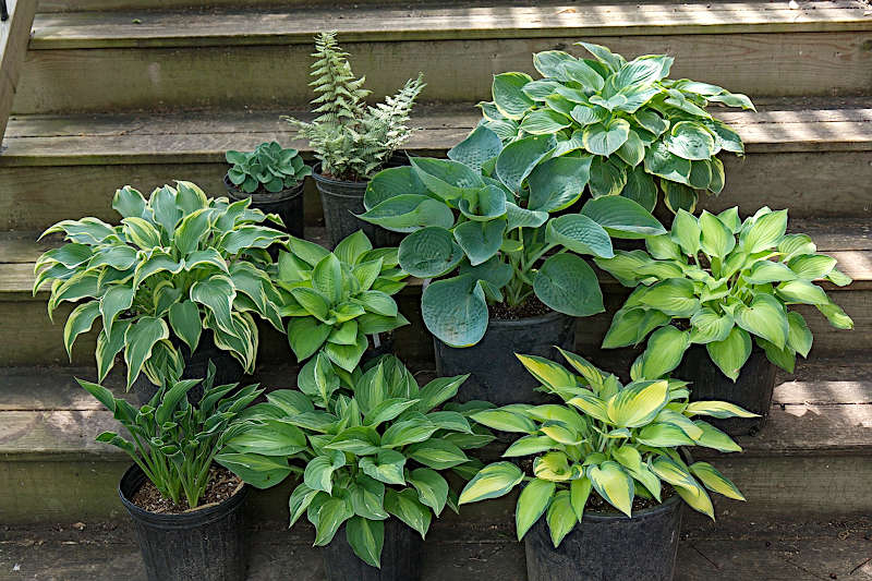 Home Soper's Hosta Garden • Hostas in Kansas City